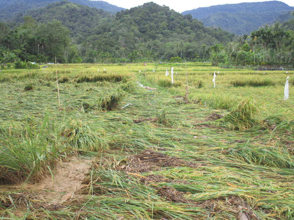 Hamparan Persawahan, Pegunungan